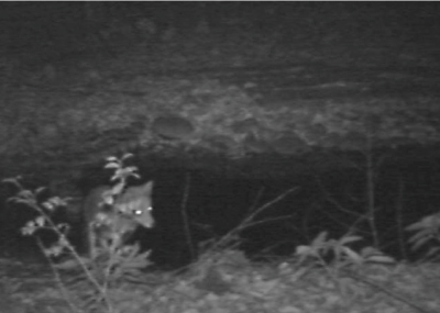 水飲み場では数回にわたりキツネの姿を確認