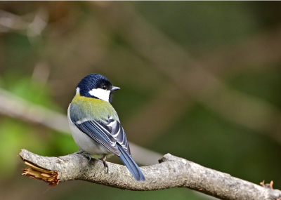 シジュウカラなどの野鳥も多数確認されている
