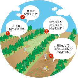 生長した木々の間を作業員が整備しているイラスト。1:ササを根こそぎ除去、2:地面を搔き起こす、3:埋土種子や飛来種子の発芽を促す、4:補助として随所に広葉樹の苗木を植樹。