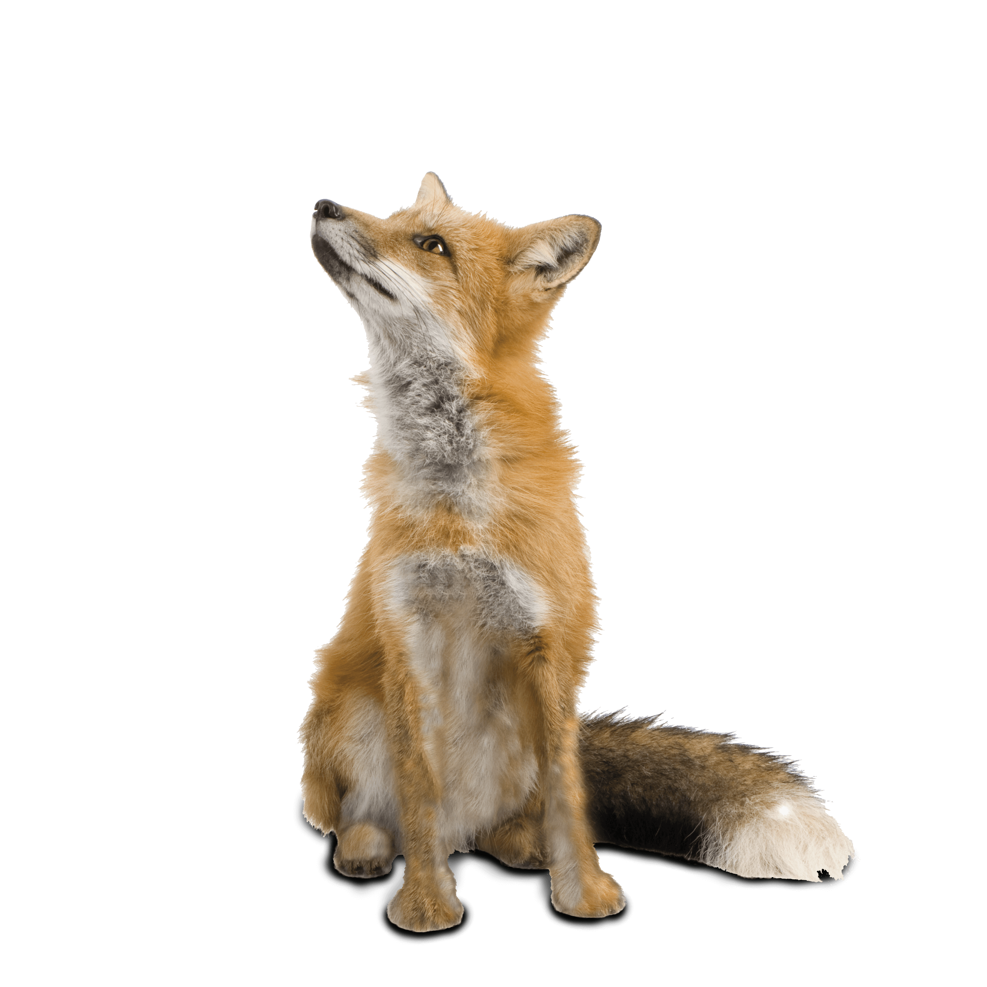 キツネ