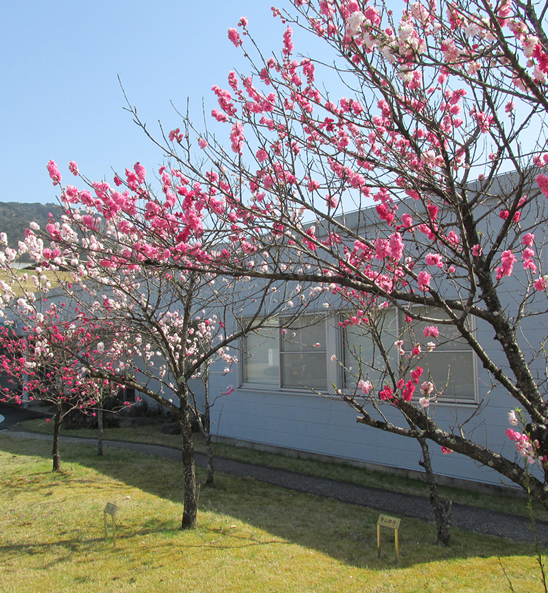 ハナモモ開花の知らせ