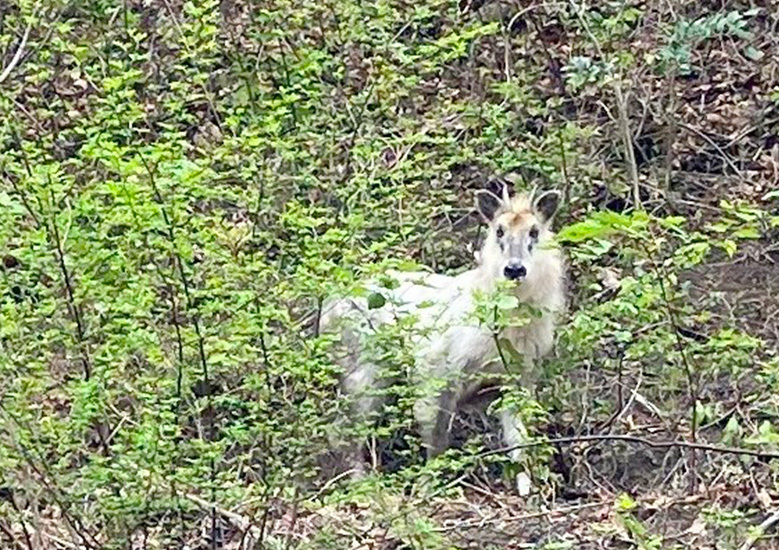 新緑の中に佇むニホンカモシカ