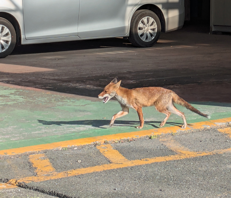 キツネ出現